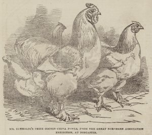 Prêmio do Sr. Reynolds Cochin-China Fowls, da Exposição da Grande Associação do Norte, em Doncaster